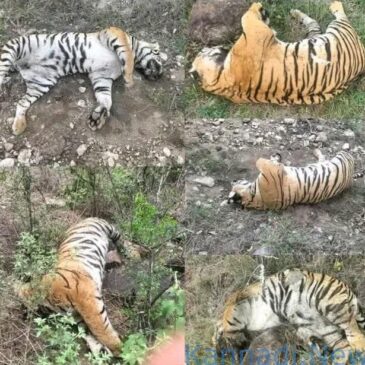 ಮಲೆ ಮಹದೇಶ್ವರ ಬೆಟ್ಟದ ಒಂದೇ ಸ್ಥಳದಲ್ಲಿ ತಾಯಿ, 4 ಮರಿ ಹುಲಿಗಳು ಸಾವು ; ವಿಷ ಪ್ರಾಶನದ ಶಂಕೆ…!