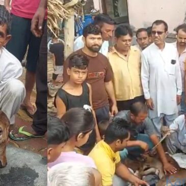 ವೀಡಿಯೊ..| ಎರಡು ತಲೆ, 3 ಕಣ್ಣುಗಳಿರುವ ಆಕಳ ಕರು ಜನನ ; ಜನರಿಂದ ಪೂಜೆ