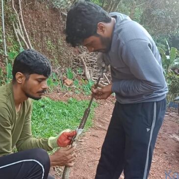 ವೀಡಿಯೊಗಳು | ಒಂದು ಅಡಿ ಉದ್ದದ ಚಾಕು ನುಂಗಿ ಒದ್ದಾಡಿದ ನಾಗರಹಾವು ; ಯಶಸ್ವಿಯಾಗಿ ಹೊರತೆಗೆದ ಪಶುವೈದ್ಯ-ಉರಗ ತಜ್ಞ ; ವೀಕ್ಷಿಸಿ