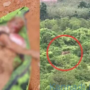 ಬೆಳ್ತಂಗಡಿ: ಕಾಡಾನೆ ದಾಳಿಗೆ ವ್ಯಕ್ತಿ ಸಾವು