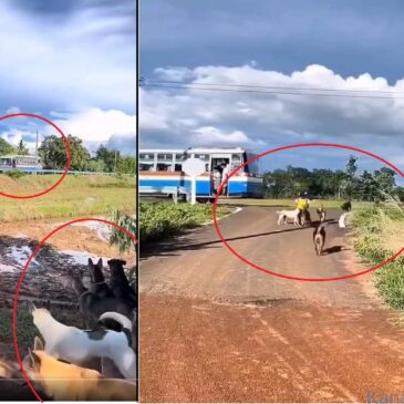 ಬಾಲಕಿಗೆ ಝಡ್‌+ ಭದ್ರತೆ :  ಪುಟ್ಟ ಹುಡುಗಿ ಶಾಲಾ ಬಸ್ಸಿನಿಂದ ಇಳಿದ ಕೂಡಲೇ ಮನೆಗೆ ಕರೆದೊಯ್ಯುವ ನಾಯಿಗಳ ಹಿಂಡು | ವೀಕ್ಷಿಸಿ