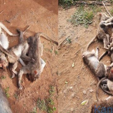 ಗುಂಡ್ಲುಪೇಟೆ | ಕೊಡಸೋಗೆ ರಸ್ತೆಯಲ್ಲಿ 20ಕ್ಕೂ ಹೆಚ್ಚು ಮಂಗಗಳ ಶವಗಳು ಪತ್ತೆ, ವಿಷಪ್ರಾಶನದ ಶಂಕೆ