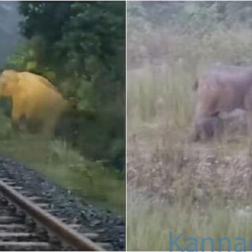 ರೈಲ್ವೆ ಹಳಿಯ ಸಮೀಪವೇ ಮರಿಗೆ ಜನ್ಮ ನೀಡಿದ ಕಾಡಾನೆ ; 2 ತಾಸು ನಿಂತ ರೈಲು | ಹೃದಯಸ್ಪರ್ಶಿ ವೀಡಿಯೊ ವೀಕ್ಷಿಸಿ