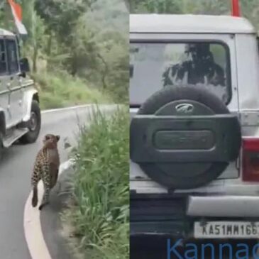 ವೀಡಿಯೊ..| ಬೆಂಗಳೂರಿನ ಬನ್ನೇರುಘಟ್ಟದಲ್ಲಿ ಸಫಾರಿ ವೇಳೆ ಜೀಪು ಬೆನ್ನಟ್ಟಿ ಬಾಲಕನಿಗೆ ಪರಚಿದ ಚಿರತೆ….!