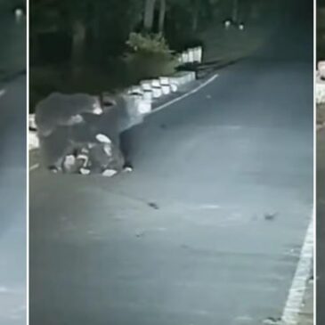 ಮನಕಲಕುವ ವೀಡಿಯೊ : ವಾಹನ ಡಿಕ್ಕಿಯಾಗಿ ಒದ್ದಾಡುತ್ತಿದ್ದ ಮರಿಯನ್ನು ಕಾಪಾಡಲು ಪ್ರಯತ್ನಿಸಿ  ಗೋಳಾಡಿದ ತಾಯಿ ಕರಡಿ