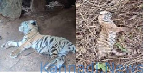 ಚಾಮರಾಜನಗರ : ಎರಡು ಹುಲಿ ಮರಿಗಳ ಮೃತದೇಹ ಪತ್ತೆ