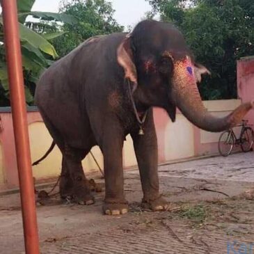 ಜಾರ್ಖಂಡದಲ್ಲಿ 40 ಲಕ್ಷ ರೂ.ಗೆ ಖರೀದಿಸಿದ್ದ ಆನೆ ಕಳುವು ಮಾಡಿ ಬಿಹಾರದಲ್ಲಿ 27 ಲಕ್ಷ ರೂ.ಗೆ ಮಾರಾಟ…!