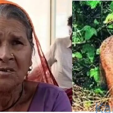ತನ್ನ ಮೇಲೆ ದಾಳಿ ಮಾಡಿದ ನರಿ ಜೊತೆ 30 ನಿಮಿಷ ಹೋರಾಡಿ ನರಿಯನ್ನೇ ಕೊಂದು ಹಾಕಿದ 65 ವರ್ಷದ ವೃದ್ಧೆ…!