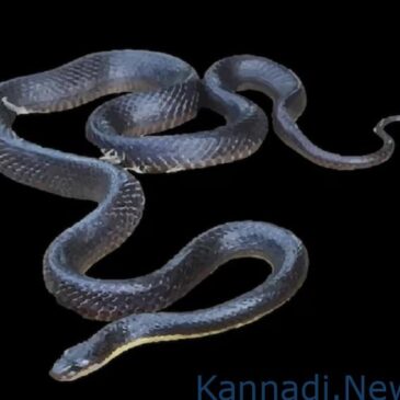 ತನಗೆ ಕಚ್ಚಿದ ಹಾವಿನ ತಲೆಯನ್ನೇ ಹಿಡಿದು ಕಚ್ಚಿದ ವ್ಯಕ್ತಿ ; ಅದು ಸತ್ತ ನಂತರ ಅದರ ಮೇಲೆಯೇ ಮಲಗಿದ ; ಆದರೆ…