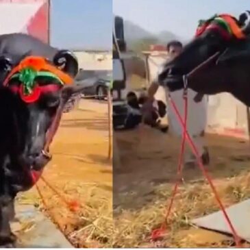 ವೀಡಿಯೊಗಳು | ಪುಷ್ಕರ್ ಮೇಳದಲ್ಲಿ ಧೂಳೆಬ್ಬಿಸಿದ ಈ ಕೋಣದ ಬೆಲೆ ₹23 ಕೋಟಿ..! ಇದರ ತೂಕ 1500 ಕಿಲೋ; ಇದರ ಆಹಾರ..