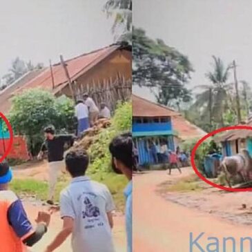 ಶಿವಮೊಗ್ಗ | ಹೋರಿ ಬೆದರಿಸುವ ಸ್ಪರ್ಧೆ ವೇಳೆ ಮಾಜಿ ಶಾಸಕನಿಗೆ ತಿವಿದ ಹೋರಿ; ಆಘಾತಕಾರಿ ವೀಡಿಯೊ ವೈರಲ್‌
