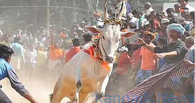 ಹಾವೇರಿ | ಕೊಬ್ಬರಿ ಹೋರಿ ಬೆದರಿಸುವ ಸ್ಪರ್ಧೆ; ಹೋರಿ ತಿವಿದು ಮೂವರು ಸಾವು