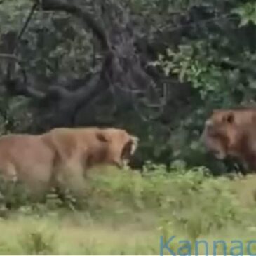 ಅಪರೂಪದ ವೀಡಿಯೊ…| ಗುಜರಾತಿನ ಗಿರ್‌ ಅರಣ್ಯದಲ್ಲಿ ಸಿಂಹಿಣಿ ಮೇಲೆ ಸಿಂಹದ ದಾಳಿ, ಸಿಂಹಿಣಿಯಿಂದ ಪ್ರತಿದಾಳಿ