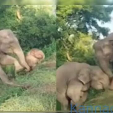 ರಸ್ತೆಗೆ ಹತ್ತಲು ಸಾಧ್ಯವಾಗದ ಆನೆ ಮರಿ ನೆರವಿಗೆ ಬಂದ ತಾಯಿ-ಮತ್ತೊಂದು ಆನೆ ; ಹೃದಯಸ್ಪರ್ಶಿ ವೀಡಿಯೊ ವೈರಲ್‌…