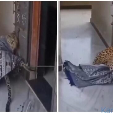ವೀಡಿಯೊ…| ಅಸಾಮಾನ್ಯ ಧೈರ್ಯ : ಮನೆಗೆ ನುಗ್ಗಿದ ಚಿರತೆ  ಕಾಲಿಗೆ ಹಗ್ಗ ಕಟ್ಟಿ ಬಾಗಿಲ ಹೊರಗೆ ಕೂಡ್ರಿಸಿದ ಮಹಿಳೆ-ವೀಕ್ಷಿಸಿ