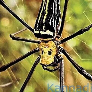 ಗದಗ :  ನೆಫಿಲಾ ಜಾತಿಯ ದೈತ್ಯ ಜೇಡ ಪತ್ತೆ