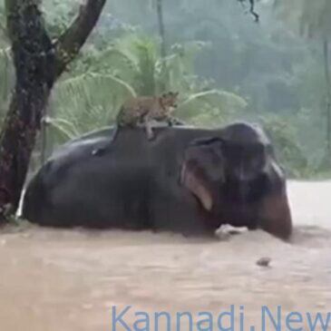 ಅಪರೂಪದ ವೀಡಿಯೊ…| ಶ್ರೀಲಂಕಾ ಭೀಕರ ಪ್ರವಾಹ: ಉಕ್ಕಿದ ನದಿಯಲ್ಲಿ ಸಿಲುಕಿದ್ದ ಆನೆ ಬೆನ್ನೇರಿ ಕುಳಿತು ಜೀವ ಉಳಿಸಿಕೊಂಡ ಚಿರತೆ…!