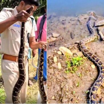 ವೀಡಿಯೊ…| ಮುಂಡಗೋಡ: ಭತ್ತ ಕಟಾವು ಮಾಡುತ್ತಿರುವಾಗ ಬೃಹತ್‌ ಹೆಬ್ಬಾವು ಪ್ರತ್ಯಕ್ಷ…! ಅರಣ್ಯ ಅಧಿಕಾರಿಗಳಿಂದ ರಕ್ಷಣೆ