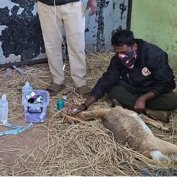 ಬೆಳಗಾವಿ: ರಾಣಿ ಚೆನ್ನಮ್ಮ ಮೃಗಾಲಯದಲ್ಲಿ 28 ಕೃಷ್ಣ ಮೃಗಗಳು ಸಾವು