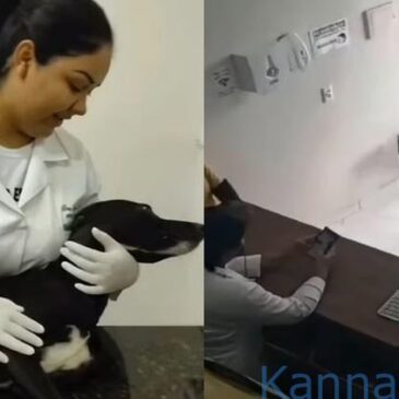 ʼನನ್ನ ಕಾಲಿಗೆ ಪೆಟ್ಟಾಗಿದೆ..ದಯವಿಟ್ಟು ಚಿಕಿತ್ಸೆ ಕೊಡಿ’ : ಆಸ್ಪತ್ರೆಗೆ ತಾನಾಗಿಯೇ ಬಂದು ಚಿಕಿತ್ಸೆ  ಪಡೆದ ಬೀದಿ ನಾಯಿ ; ವೀಡಿಯೊ ವೈರಲ್‌