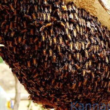 ಹೊನ್ನಾವರ : ಹೆಜ್ಜೇನು ದಾಳಿಗೆ ವ್ಯಕ್ತಿ ಸಾವು