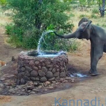 ವೀಡಿಯೊ | ಕಾಡಿನ ಬಾಯಾರಿಕೆ : ನೀರಿನ ಹೊಂಡದ ಬಳಿ ಸಿಂಹ-ಆನೆ  ಮುಖಾಮುಖಿ ; ಮುಂದೇನಾಯ್ತು ನೋಡಿ…