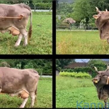 ವೀಡಿಯೊ | ಈ ಹಸುವಿನ ಜಾಣ್ಮೆ ನೋಡಿ..: ಸಾಧನ ಬಳಸಿ ತನ್ನ ಮೈ ತುರಿಸಿಕೊಳ್ಳುವ ವಿಶ್ವದ ಮೊದಲ ಗೋವು-ವೀಕ್ಷಿಸಿ