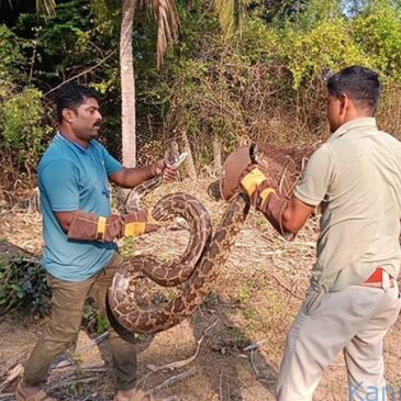ಕಾರವಾರ : ಒಂದೇ ಸ್ಥಳದಲ್ಲಿ 6 ಹೆಬ್ಬಾವುಗಳು ಪತ್ತೆ…!