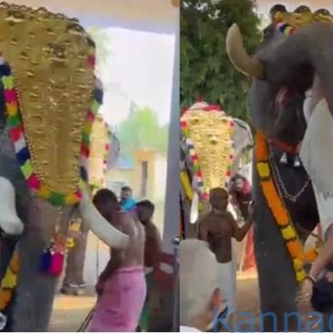 ವೀಡಿಯೊ..|  ದೇವಾಲಯದ ಉತ್ಸವದ ವೇಳೆ ಆಘಾತಕಾರಿ ಘಟನೆ ; ವ್ಯಕ್ತಿಯನ್ನು ಸೊಂಡಿಲಿನಿಂದ ಎತ್ತಿ ಎಸೆದ ಆನೆ