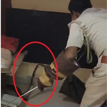 ವೀಡಿಯೊಗಳು | ಕಾರವಾರ : ಶಾಲಾ ಕೊಠಡಿಯೊಳಗೆ ಬಂದ ಕಾಳಿಂಗ ಸರ್ಪ…!