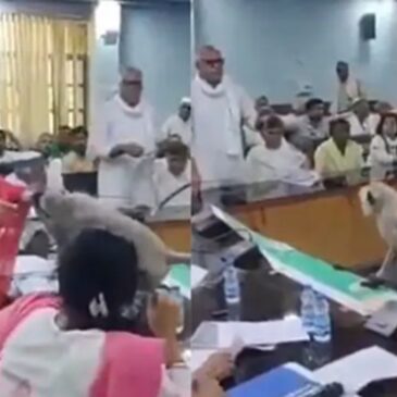 ವಿಡಿಯೊ | ಸಭೆಯ ನಡುವೆಯೇ ಎಂಟ್ರಿ ಕೊಟ್ಟು ಜಿಲ್ಲಾಧಿಕಾರಿ ಕುರ್ಚಿಯ ಮೇಲೆ ಕುಳಿತ ಮಂಗ