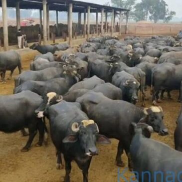 ಪಾಕಿಸ್ತಾನದಲ್ಲಿ ಆರ್ಥಿಕ ದಿವಾಳಿತನ :  ಈಗ ಅಲ್ಲಿ ಎಮ್ಮೆ-ಆಕಳ ಸಗಣಿಗೂ ಕೊಡಬೇಕು ‘ತೆರಿಗೆ’…!