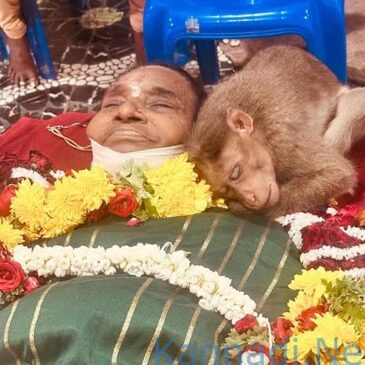 ವಿಡಿಯೋ : ಚನ್ನಪಟ್ಟಣ : ವೃದ್ಧೆ ಮೃತದೇಹದ ಮೇಲೆ ಮಲಗಿ ದುಃಖಿಸಿದ ಮಂಗ ; ಅಲ್ಲಿದ್ದವರ ಕಣ್ಣಲ್ಲಿ ನೀರು