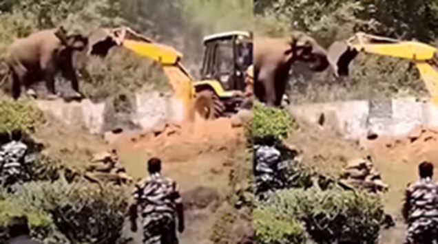 ಮರ ಕಡಿಯುವುದನ್ನು ತಡೆಯಲು ಜೆಸಿಬಿ ಯಂತ್ರವನ್ನೇ ತಡೆದು ನಿಲ್ಲಿಸಿದ ಆನೆ ; ವಿಡಿಯೋ ವೈರಲ್ !