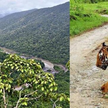 ಕಾಳಿ ಹುಲಿ ಸಂರಕ್ಷಿತ ಪ್ರದೇಶದ ಸುತ್ತ 663 ಚದರ ಕಿಮೀ ‘ಪರಿಸರ ಸೂಕ್ಷ್ಮ ವಲಯ’ : ಕೇಂದ್ರದ ಕರಡು ಅಧಿಸೂಚನೆ