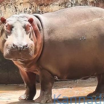 ಶಿವಮೊಗ್ಗ : ಪಶುವೈದ್ಯೆ ಸಾವಿಗೆ ಕಾರಣವಾಗಿದ್ದ ನೀರಾನೆ ಸಾವು