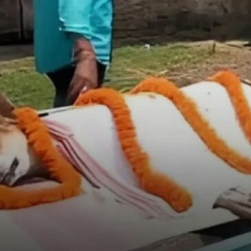 30 ಪುಟ್ಟ ಮಕ್ಕಳ ಪ್ರಾಣ ಉಳಿಸಲು ವಿಷಪೂರಿತ ಹಾವಿನೊಂದಿಗೆ ಹೋರಾಡಿ ಪ್ರಾಣ ತ್ಯಾಗ ಮಾಡಿದ ಬೀದಿ ನಾಯಿ…!
