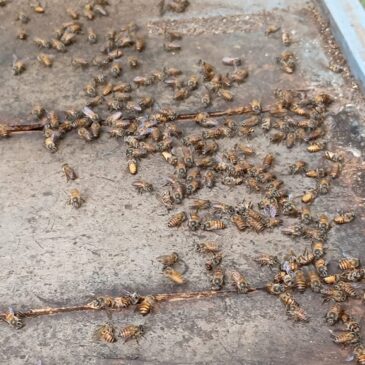 ಅಡಕೆ ತೋಟಗಳಿಗೆ ರಾಸಾಯನಿಕ ಸಿಂಪಡಣೆ : ಜೇನು ಸಂಕುಲಗಳು ನಾಶ