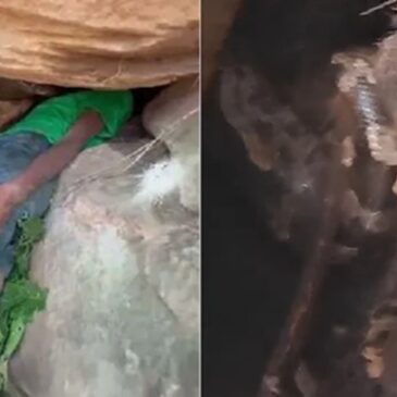ಜೇನು ತೆಗೆಯಲು ಹೋಗಿ ಬಂಡೆಯ ಸಂದಿನಲ್ಲಿ ಸಿಲುಕಿದ ಬಾಲಕನ ತಲೆ : ಅಲ್ಲಿಯೇ ಇತ್ತು ದೊಡ್ಡ ವಿಷಪೂರಿತ ಹಾವು !