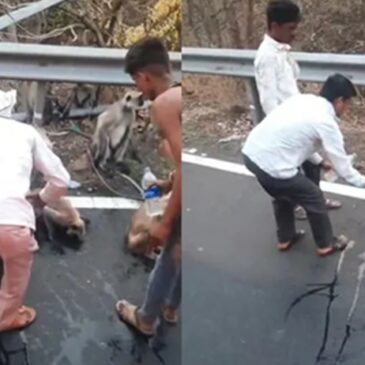 ವಿಡಿಯೋ | ಭೀಕರ ಬೇಸಿಗೆಗೆ ತತ್ತರಿಸಿದ ವನ್ಯಜೀವಿಗಳು : ನೀರಿಗಾಗಿ ಸಾರಿಗೆ ಬಸ್ಸನ್ನೇ ತಡೆದು ನಿಲ್ಲಿಸಿದ ಕೋತಿಗಳ ಹಿಂಡು !