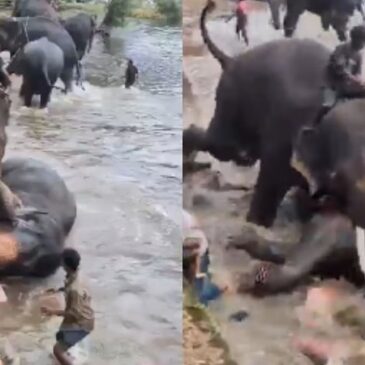 ಮಡಿಕೇರಿ : ಆನೆ ಶಿಬಿರದಲ್ಲಿ ಸಾಕಾನೆಗಳ ಕಾದಾಟ ; ಗಾಯಗೊಂಡಿದ್ದ ‘ಮಾರ್ತಾಂಡ’ ಸಾವು