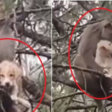ವಿಡಿಯೋ ವೈರಲ್‌ | ದಿಢೀರನೆ ಬಂದು ನಾಯಿ ಮರಿ ಹೊತ್ತೊಯ್ದು ಮರ ಏರಿ ಕುಳಿತ ದೈತ್ಯ ಮಂಗ…! ಮುಂದೇನಾಯ್ತು ಗೊತ್ತೆ…?
