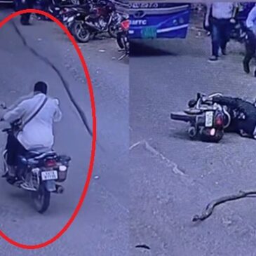 ವಿಡಿಯೋ | ಬೆಂಗಳೂರು : ಹೆಲ್ಮೆಟ್ ಇಲ್ಲದೆ ಹೋಗುತ್ತಿದ್ದ ಬೈಕ್ ಸವಾರನ ತಲೆ ಮೇಲೆ ಬಿದ್ದ ಮರದ ಕೊಂಬೆ ; ಗಂಭೀರ ಗಾಯ