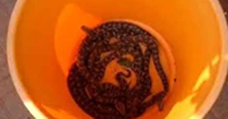 ಮನೆಯ ಆವರಣದಲ್ಲಿ 24 ಗಂಟೆಯೊಳಗೆ ಪತ್ತೆಯಾಯ್ತು ಬರೋಬ್ಬರಿ 18 ಹೆಬ್ಬಾವಿನ ಮರಿಗಳು….!
