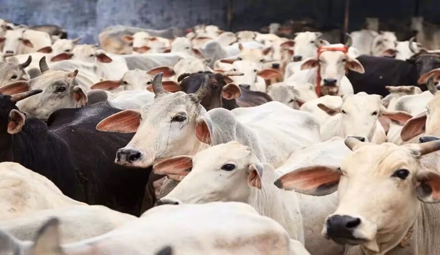 ಔಷಧಗಳಿಗೆ ಸವಾಲಾಗಿರುವ ಬ್ಯಾಕ್ಟೀರಿಯಾ ಸೋಂಕುಗಳ ವಿರುದ್ಧ ಹೋರಾಡುವ ʼಜೈವಿಕ ಅಸ್ತ್ರ’ ಹಸುವಿನ ಕರುಳಿನಲ್ಲಿ&hellip;