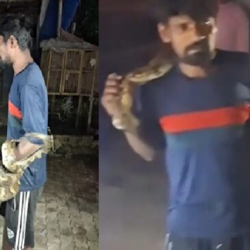 ವಿಡಿಯೋ | ಮೇಕೆ ಬೇಟೆಗೆ ಮಾಂಸದ ಅಂಗಡಿಗೆ ನುಗ್ಗಿದ ಹೆಬ್ಬಾವು; ಕುತ್ತಿಗೆಗೆ ಸುತ್ತಿಕೊಂಡು ಆಟವಾಡಿದ ಕುಡುಕ!