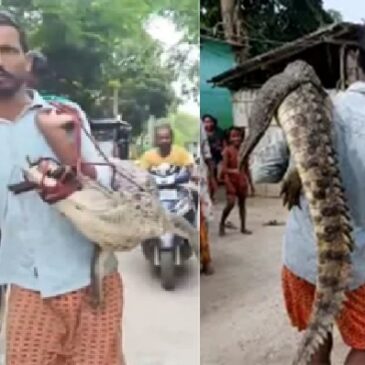 ವಿಡಿಯೋ | ಭತ್ತದ ಗದ್ದೆಗೆ ಬಂದ ಬೃಹತ್‌ ಮೊಸಳೆಯನ್ನು ಹೆಗಲ ಮೇಲೆ ಹೊತ್ತು ಪೊಲೀಸ್ ಠಾಣೆಗೆ ತಂದ ರೈತ….!