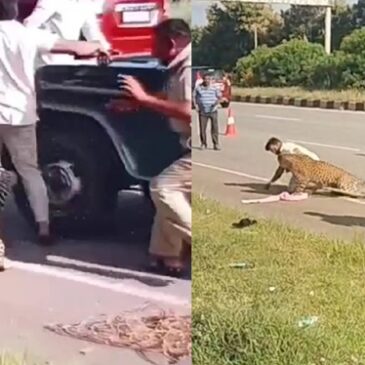 ವಿಡಿಯೋ | ದಾವಣಗೆರೆ : ಹೆದ್ದಾರಿಯಲ್ಲಿ ಗಾಯಗೊಂಡು ಬಿದ್ದಿದ್ದ ಚಿರತೆ ; ರಕ್ಷಿಸಲು ಹೋದ ಅರಣ್ಯ ಸಿಬ್ಬಂದಿ ಮೇಲೆ ದಾಳಿ