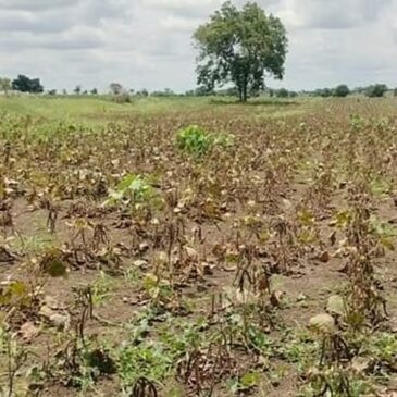 ಅಕ್ಟೋಬರ್‌ 3ರಿಂದ ಕೇಂದ್ರ ತಂಡದಿಂದ ಕರ್ನಾಟಕದ ಬರಪೀಡಿತ ಪ್ರದೇಶಗಳ ಪರಿಶೀಲನೆ : ಕುಮಾರಸ್ವಾಮಿ