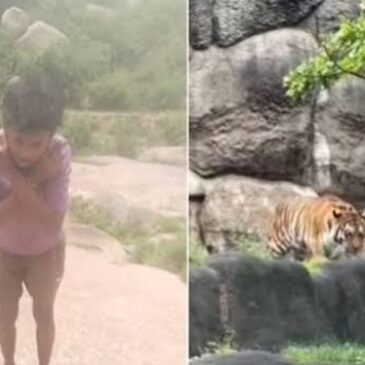 ಕೊಪ್ಪಳ | ಕೆಲಸದಿಂದ ತಪ್ಪಿಸಿಕೊಳ್ಳಲು ʼಎಐʼನಲ್ಲಿ ಹುಲಿ ಸೃಷ್ಟಿಸಿ ಇನ್‌ಸ್ಟಾಗ್ರಾಂನಲ್ಲಿ ಹರಿಬಿಟ್ಟು ಹೆದರಿಸಿದ ಯುವಕ ; ಕೊನೆಗೂ ಸಿಕ್ಕಿಬಿದ್ದ